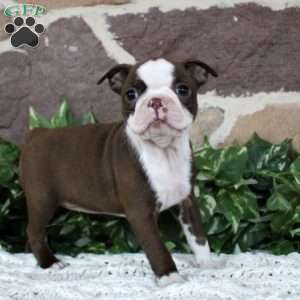 Daisy, Boston Terrier Puppy