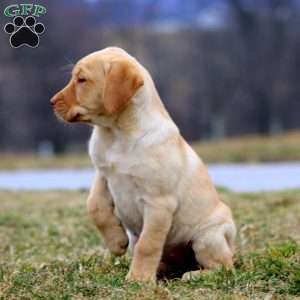 Daisy, Yellow Labrador Retriever Puppy