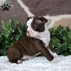 Daisy, Boston Terrier Puppy