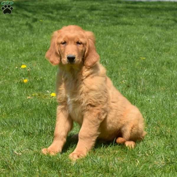 Dakota, Golden Retriever Puppy