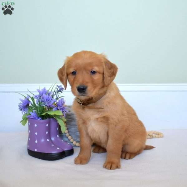 Dakota, Golden Retriever Puppy