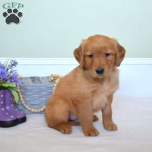 Dakota, Golden Retriever Puppy