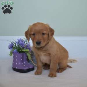 Dakota, Golden Retriever Puppy