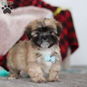 Dannie, Lhasa Apso Puppy