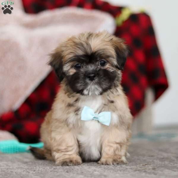 Dannie, Lhasa Apso Puppy