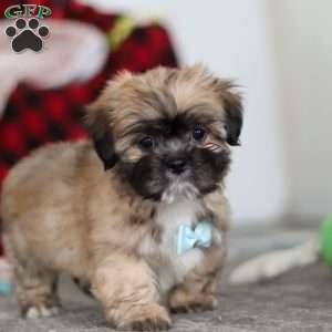 Dannie, Lhasa Apso Puppy