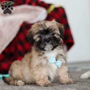 Dannie, Lhasa Apso Puppy