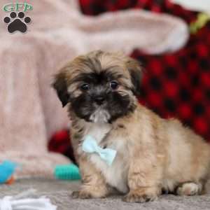 Dannie, Lhasa Apso Puppy