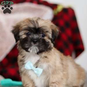 Dannie, Lhasa Apso Puppy