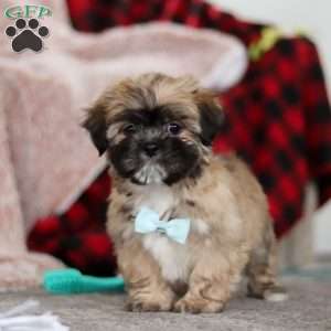 Dannie, Lhasa Apso Puppy