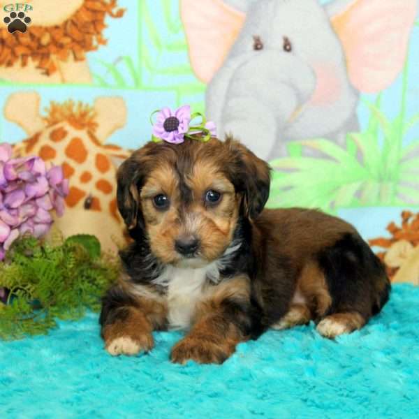 Daphne, Yorkie Poo Puppy