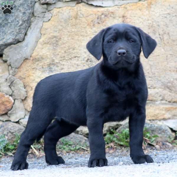 Darla, Black Labrador Retriever Puppy