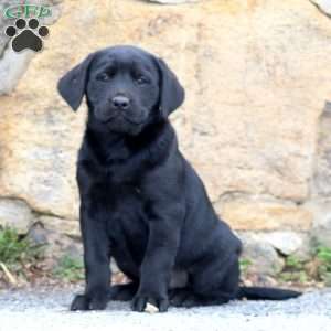 Darla, Black Labrador Retriever Puppy