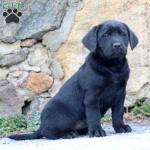 Darla, Black Labrador Retriever Puppy