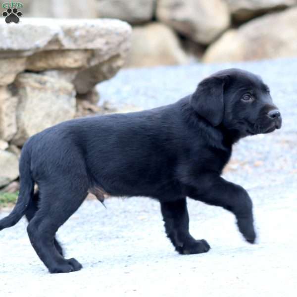 Davey, Black Labrador Retriever Puppy