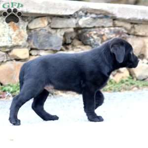 Davey, Black Labrador Retriever Puppy