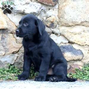 Davey, Black Labrador Retriever Puppy