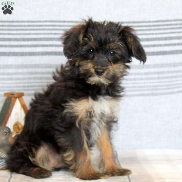 Debbie, Yorkie Poo Puppy