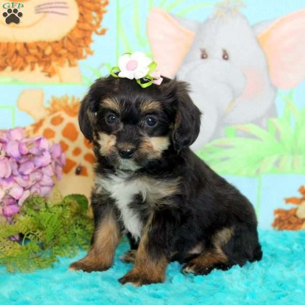 Debbie, Yorkie Poo Puppy