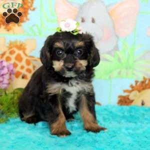 Debbie, Yorkie Poo Puppy