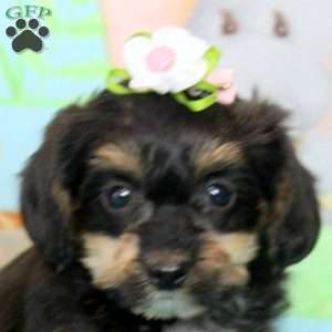 Debbie, Yorkie Poo Puppy