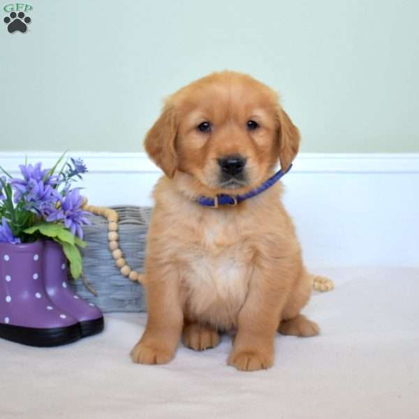 Denim, Golden Retriever Puppy