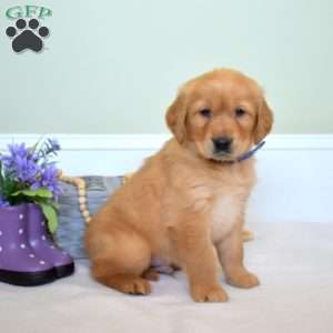 Denim, Golden Retriever Puppy