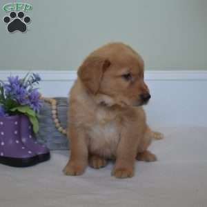 Denim, Golden Retriever Puppy