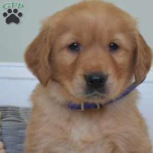 Denim, Golden Retriever Puppy