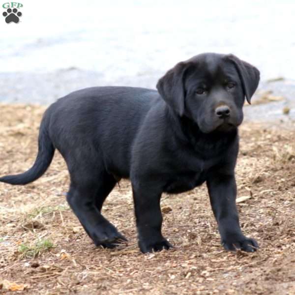 Derek, Black Labrador Retriever Puppy