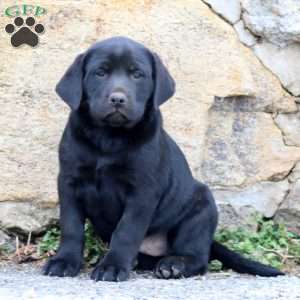 Derek, Black Labrador Retriever Puppy