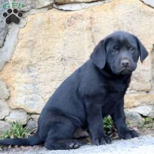 Derek, Black Labrador Retriever Puppy