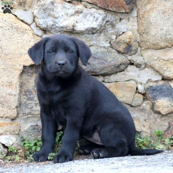 Destiny, Black Labrador Retriever Puppy