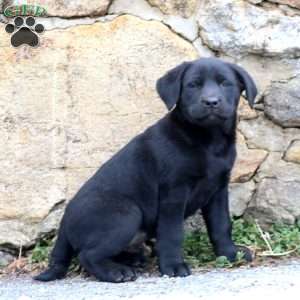 Destiny, Black Labrador Retriever Puppy