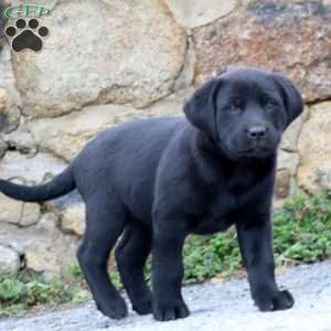 Destiny, Black Labrador Retriever Puppy