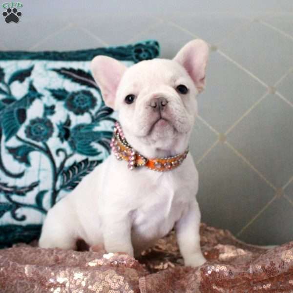 Diamond, French Bulldog Puppy