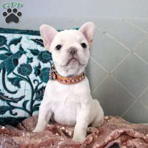 Diamond, French Bulldog Puppy