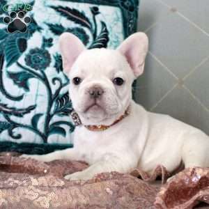 Diamond, French Bulldog Puppy