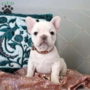 Diamond, French Bulldog Puppy