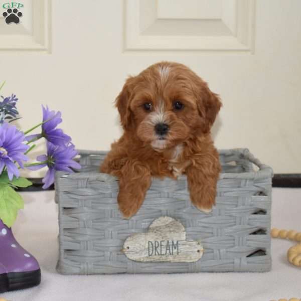 Dilbert, Cavapoo Puppy