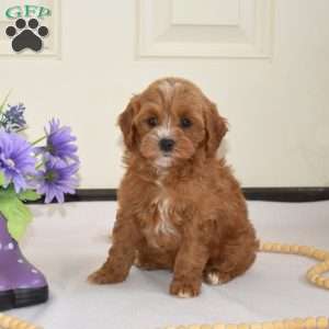 Dilbert, Cavapoo Puppy