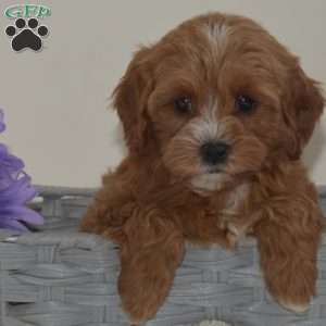 Dilbert, Cavapoo Puppy