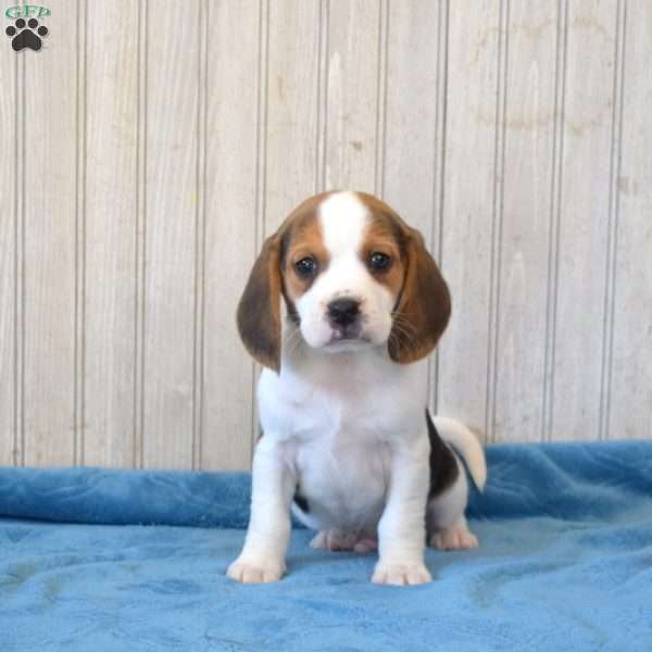 Dill, Beagle Puppy