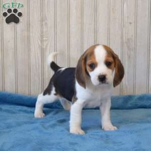 Dill, Beagle Puppy