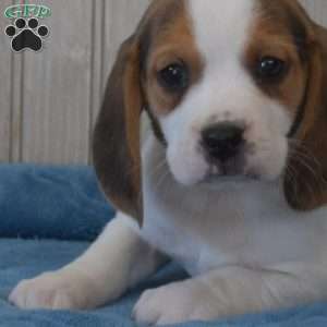 Dill, Beagle Puppy