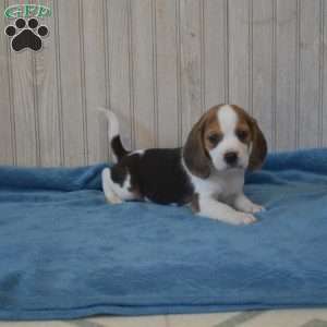 Dill, Beagle Puppy