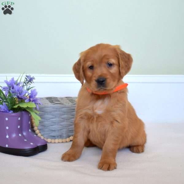 Dixie, Golden Retriever Puppy