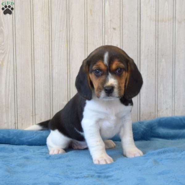 Dixie, Beagle Puppy