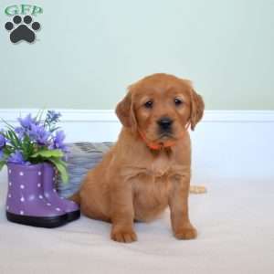 Dixie, Golden Retriever Puppy