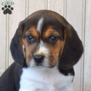 Dixie, Beagle Puppy